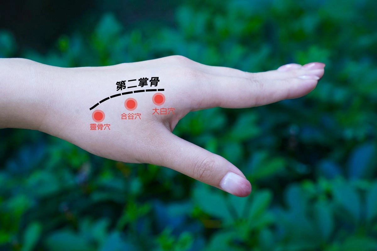 順著第二掌骨的邊緣有合谷穴、靈骨穴、大白穴,這三個穴道是緩解痠痛的基礎穴位。