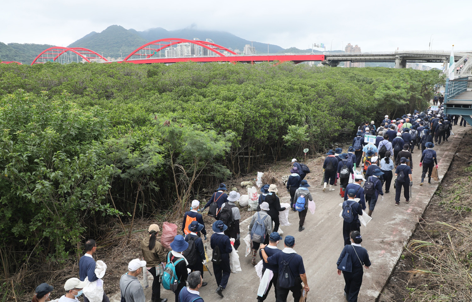 端午連假首日一早,關渡碼頭淡水河畔邊人潮陸續匯集淨河灘,恢復紅樹林美麗水岸風光。
