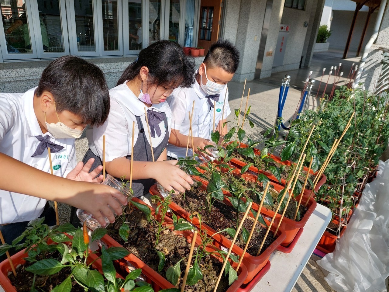 幫三種實驗植物中的辣椒澆水,悉心照顧。