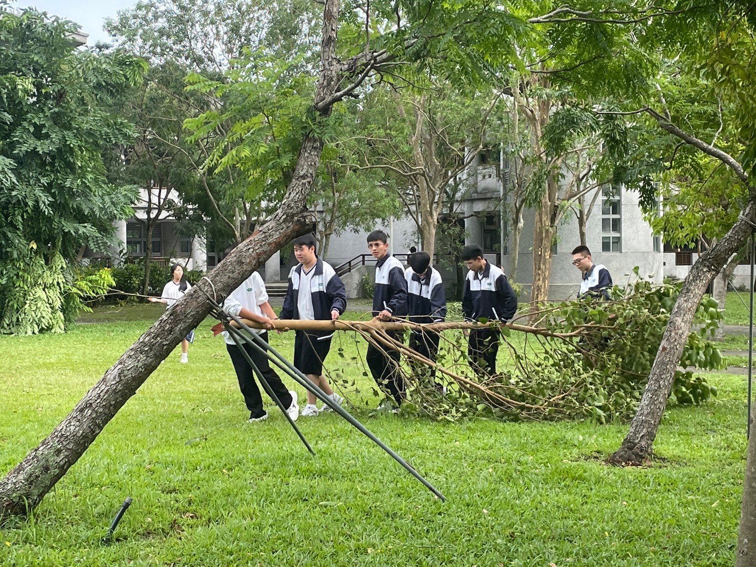 學生同心協力一起搬運大樹枝