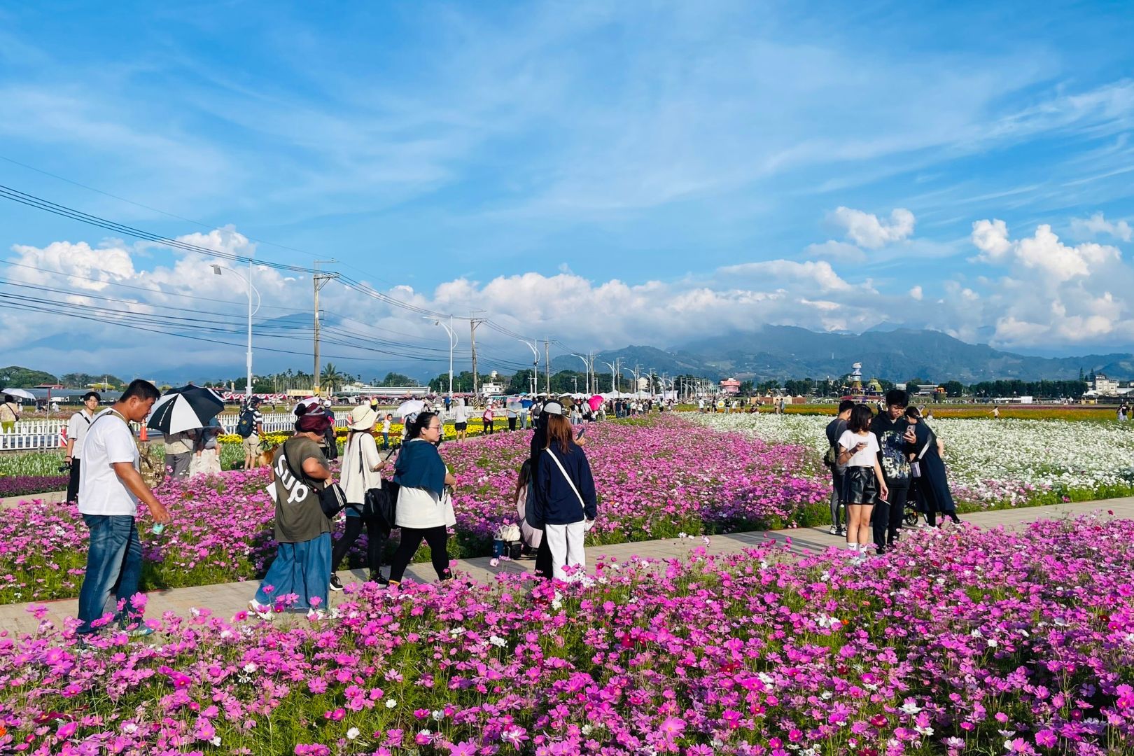 2024年新社花海於11月9日盛大開幕,萬花絕美綻放