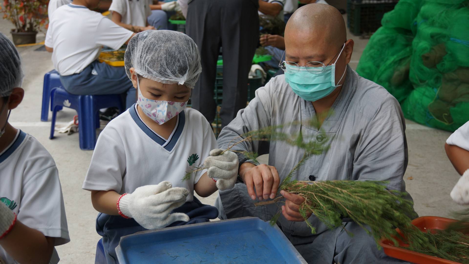 國小部整理風災後澳洲茶樹的枝葉、作為精油加工的前製作業。