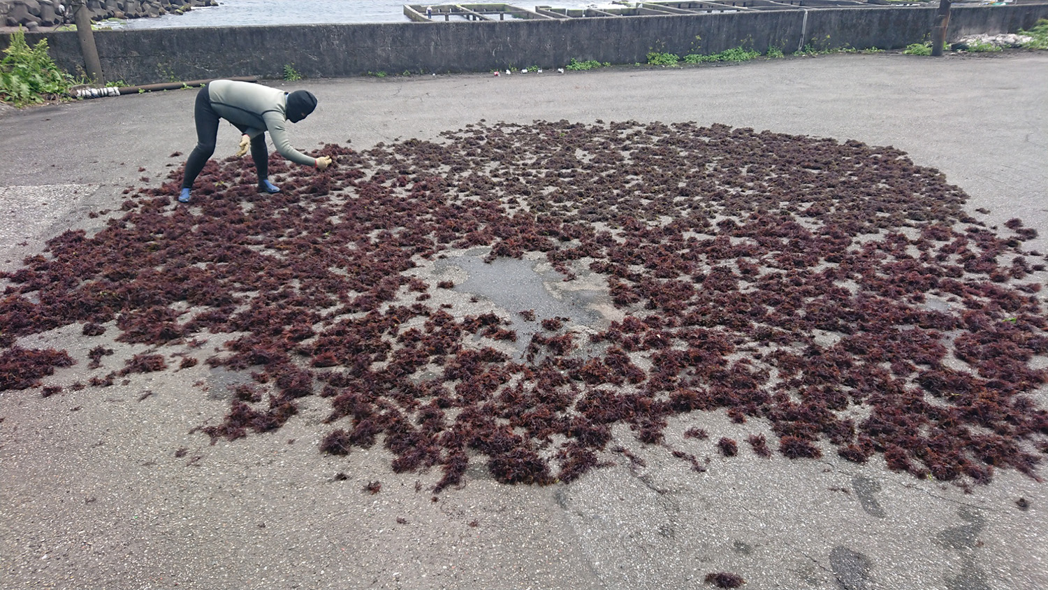 辛勤的將石花菜平鋪曝曬的海女婆婆。
