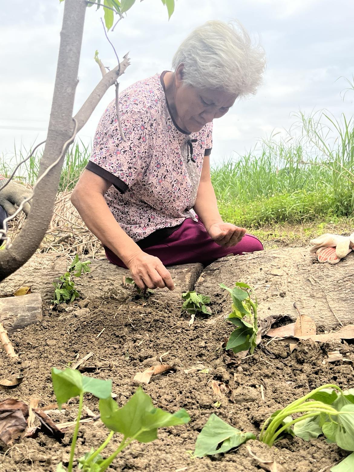 4月15日學員種植傳統食用作物樹豆、八月豆等種子