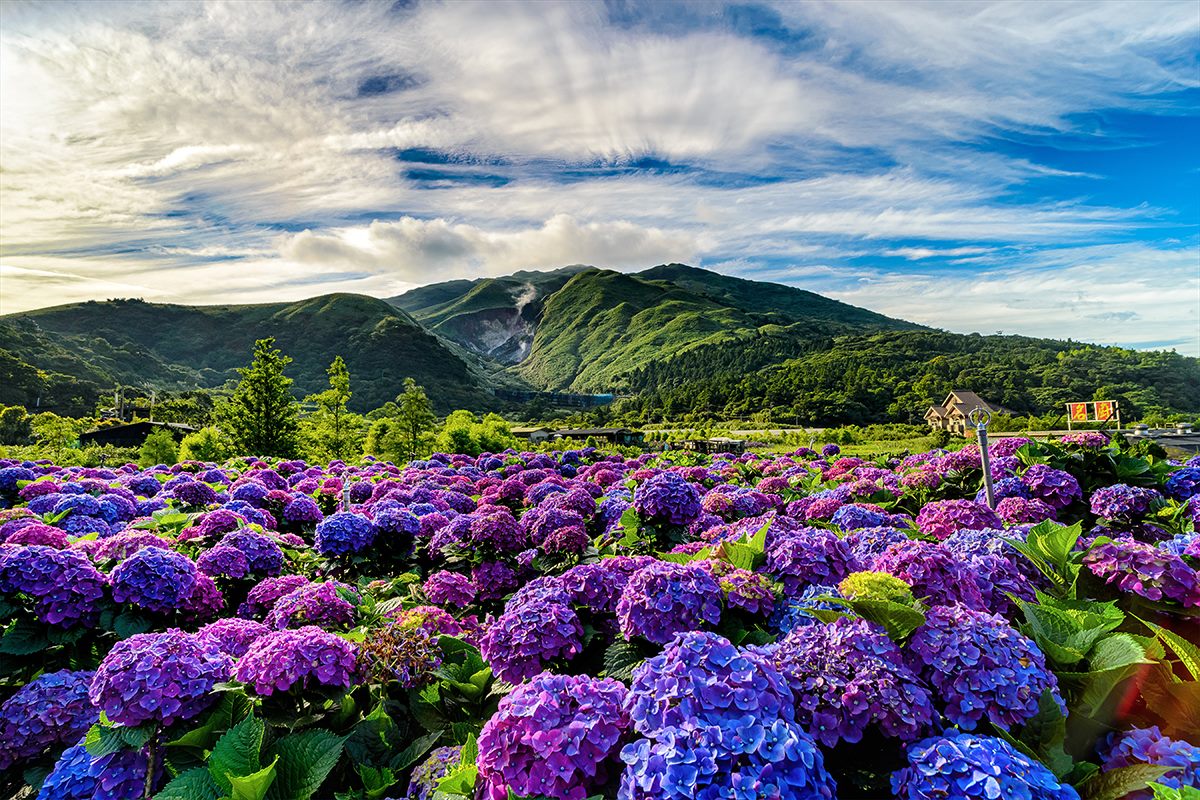 竹子湖繡球花