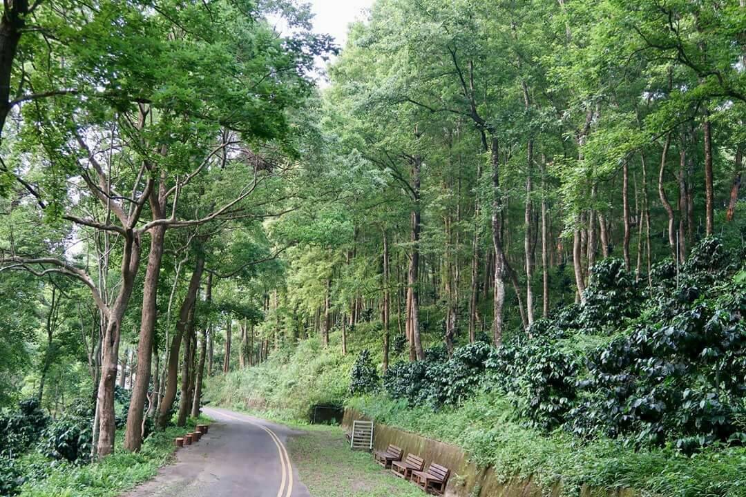 四角林咖啡莊園休閒農場-咖啡樹種植在半日照楓香林