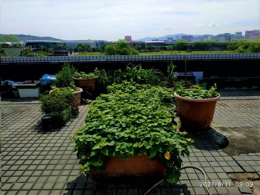 綠屋頂使用土壤改良劑種植出的茂盛地瓜葉。