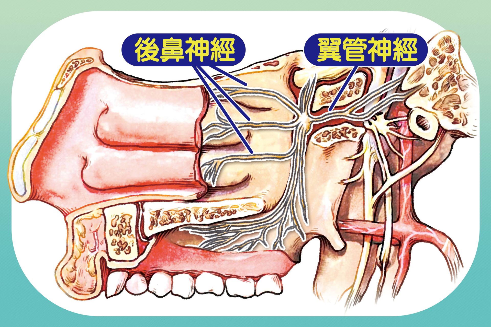 後鼻神經位置示意圖。