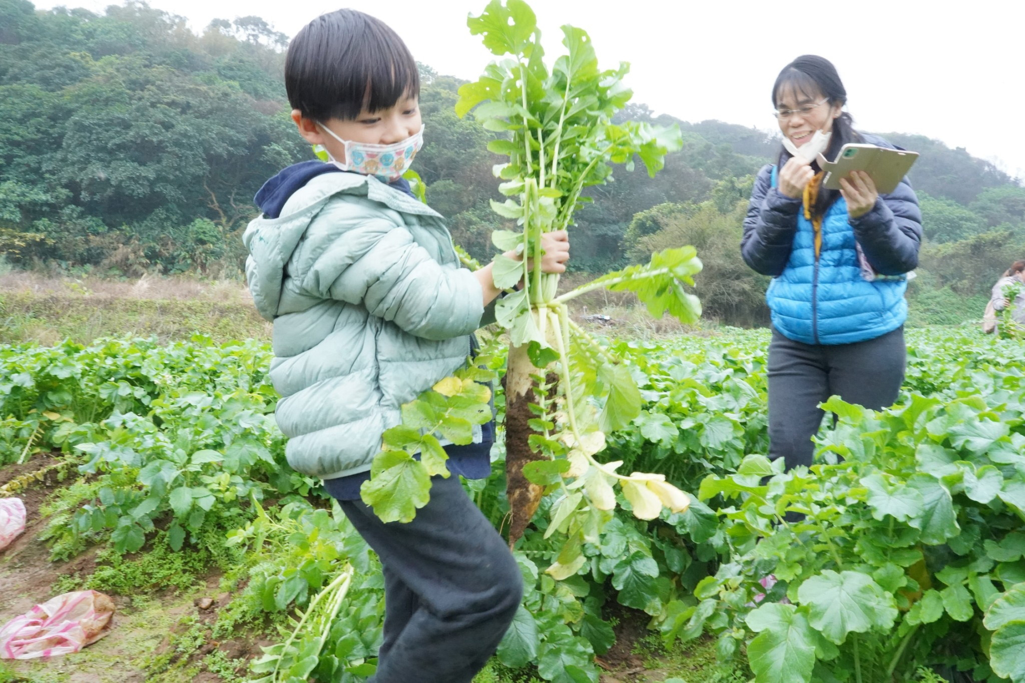 蕃婆林休閒農場每年的拔蘿蔔體驗總吸引大朋友小朋友一起參與。