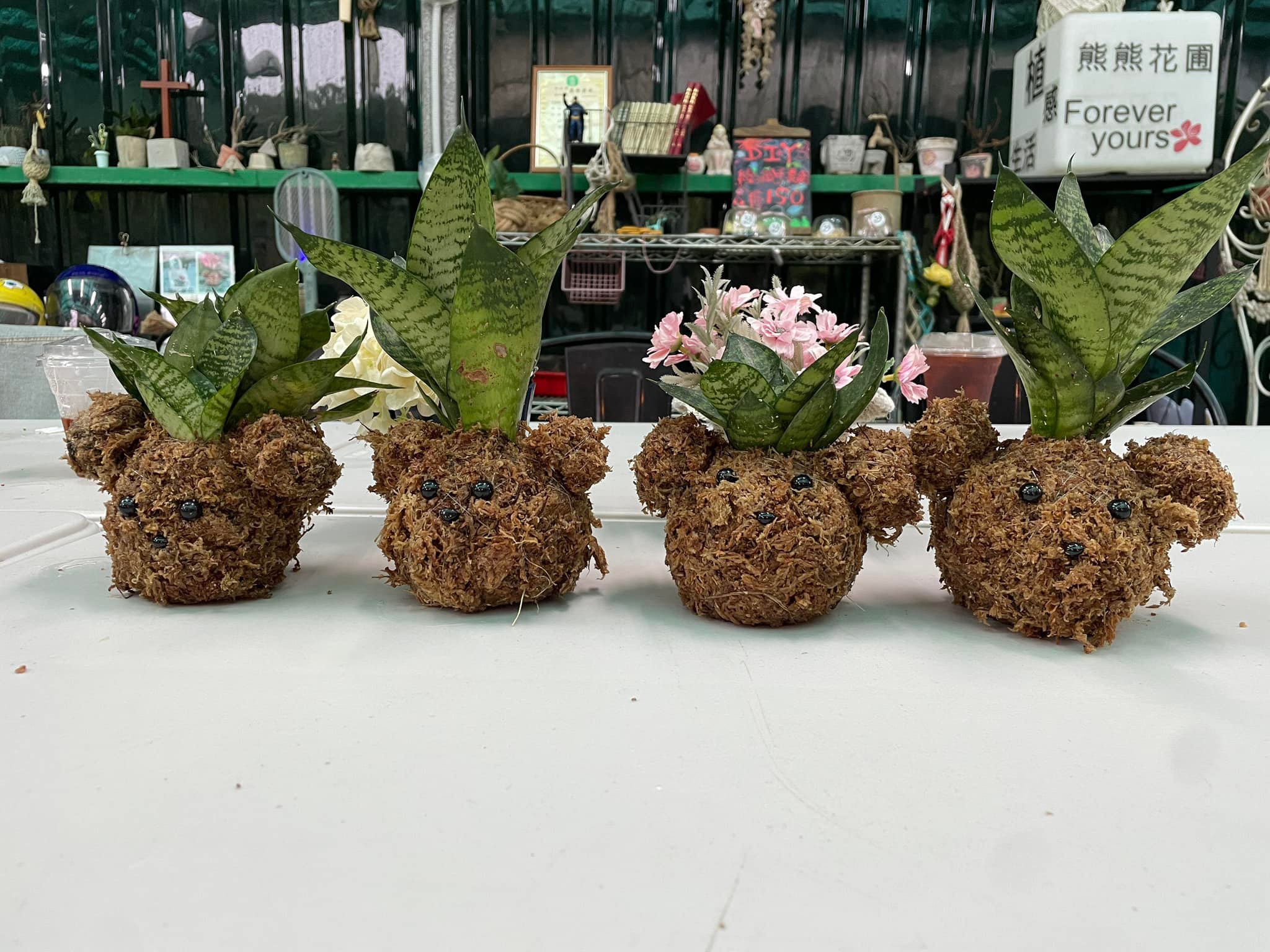 熊熊花圃坊推出「苔熊」手做盆栽。