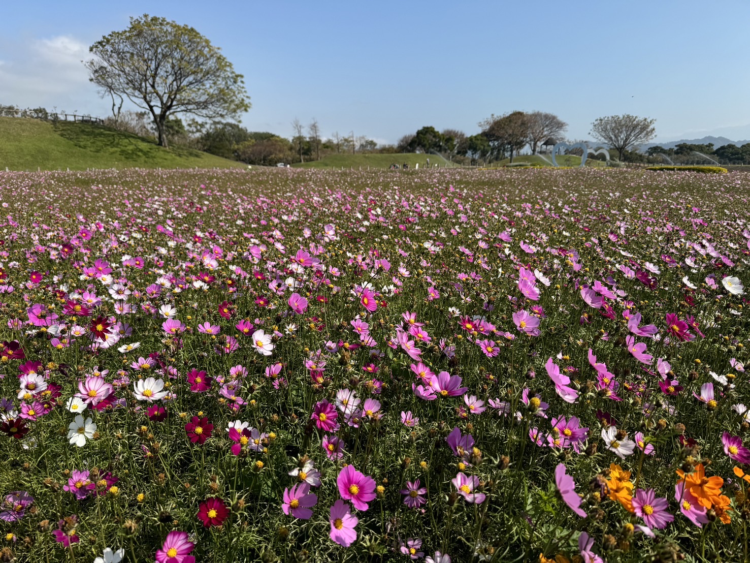市府建設局於后里環保公園精心打造15公頃的大波斯菊花海-分為三期種植-花海呈現。