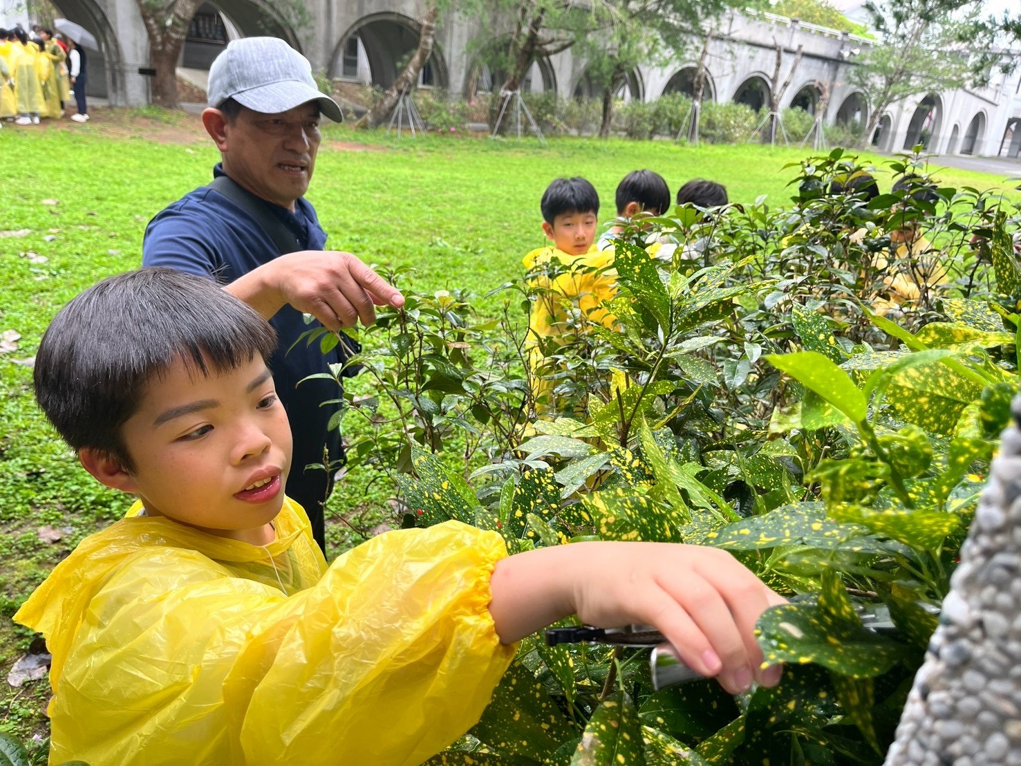 期待桂花樹能健康生長並持續綻放芳香。