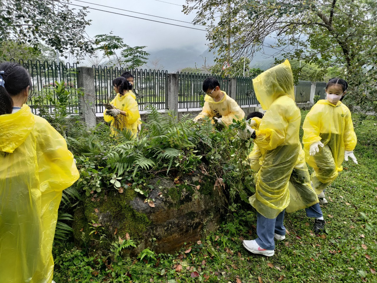 學生們拔除校園圍牆上的小花蔓澤蘭,保護校園植物免受外來物種影響。