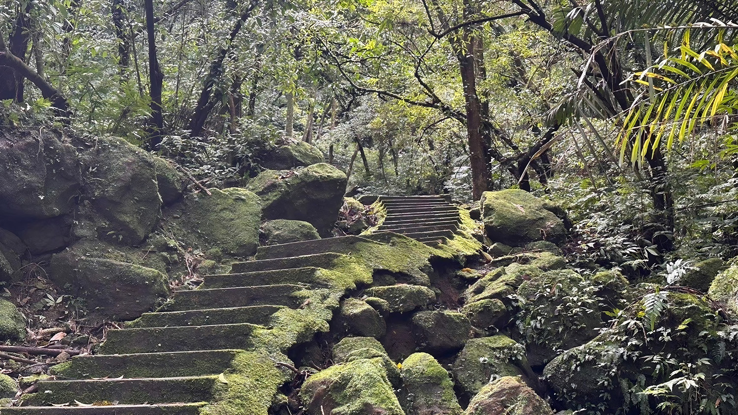 走進孝子山步道,感受被層層綠意環繞的山林風景。
