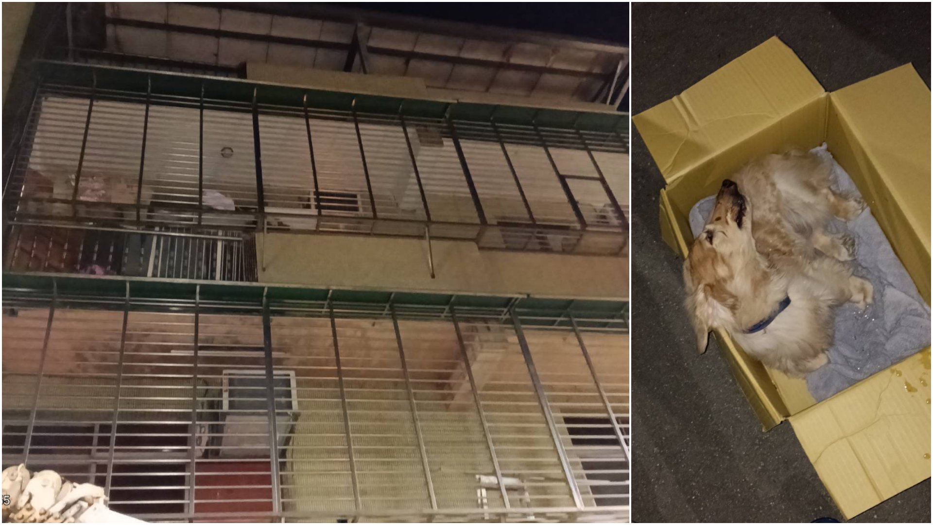 臘腸犬被單獨留置的住家,陽台欄杆縫隙大有墜樓風險(左圖)。新北動保處緊急移送犬隻(右圖)。