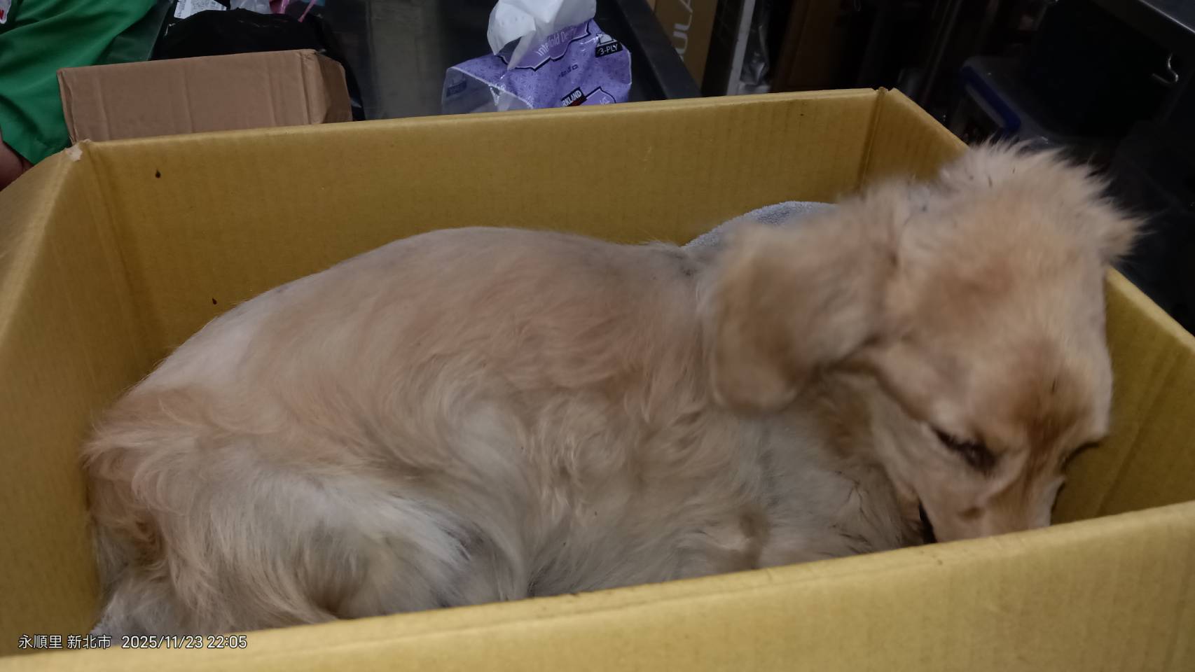 臘腸犬抵達動物醫院時,精神委靡