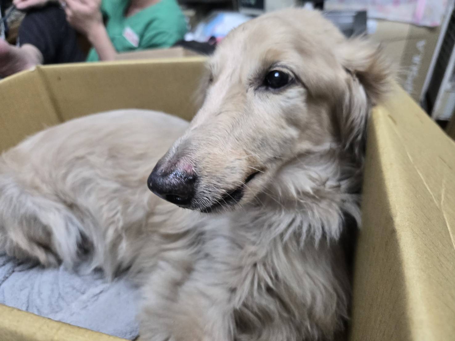 經過治療後,臘腸犬情緒較為穩定