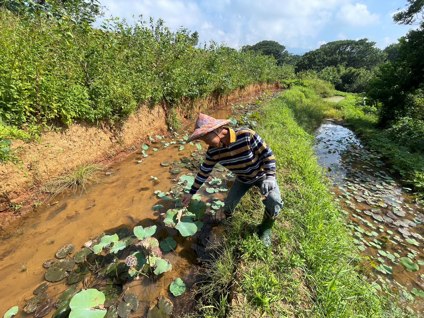 生態給付鼓勵水梯田復耕(金山)
