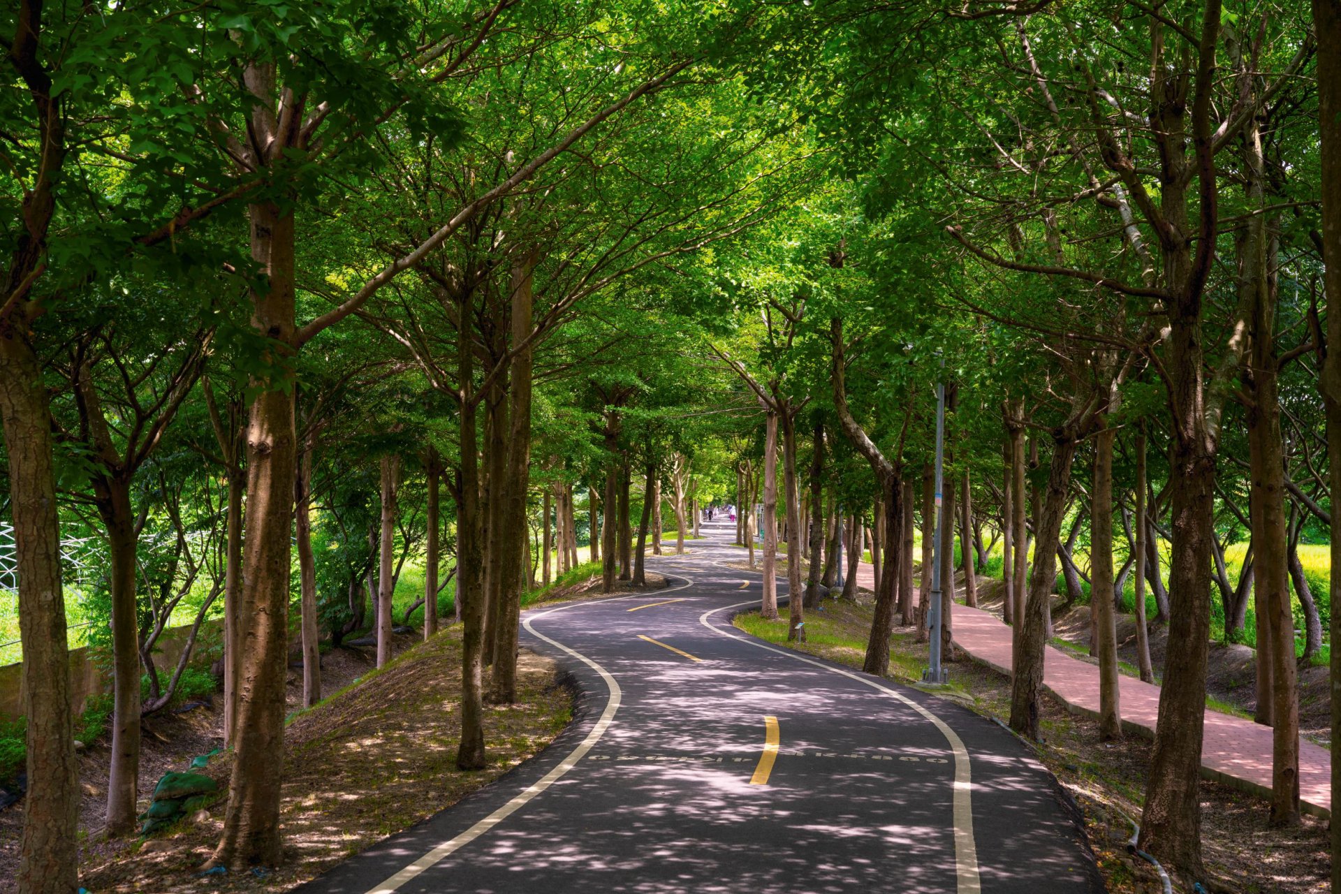 潭雅神綠園道途經多段s型彎道-兩旁濃密植栽-綠樹成蔭