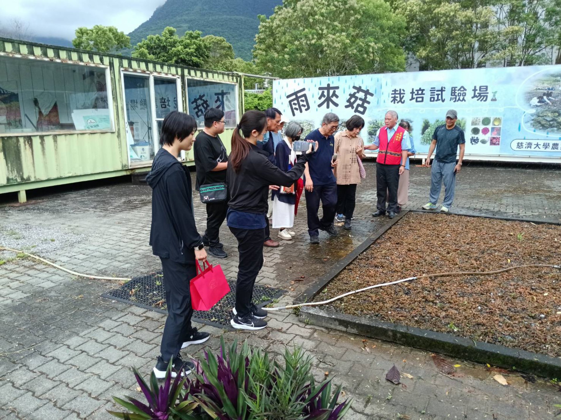 在耕福田的雨來菇試驗場