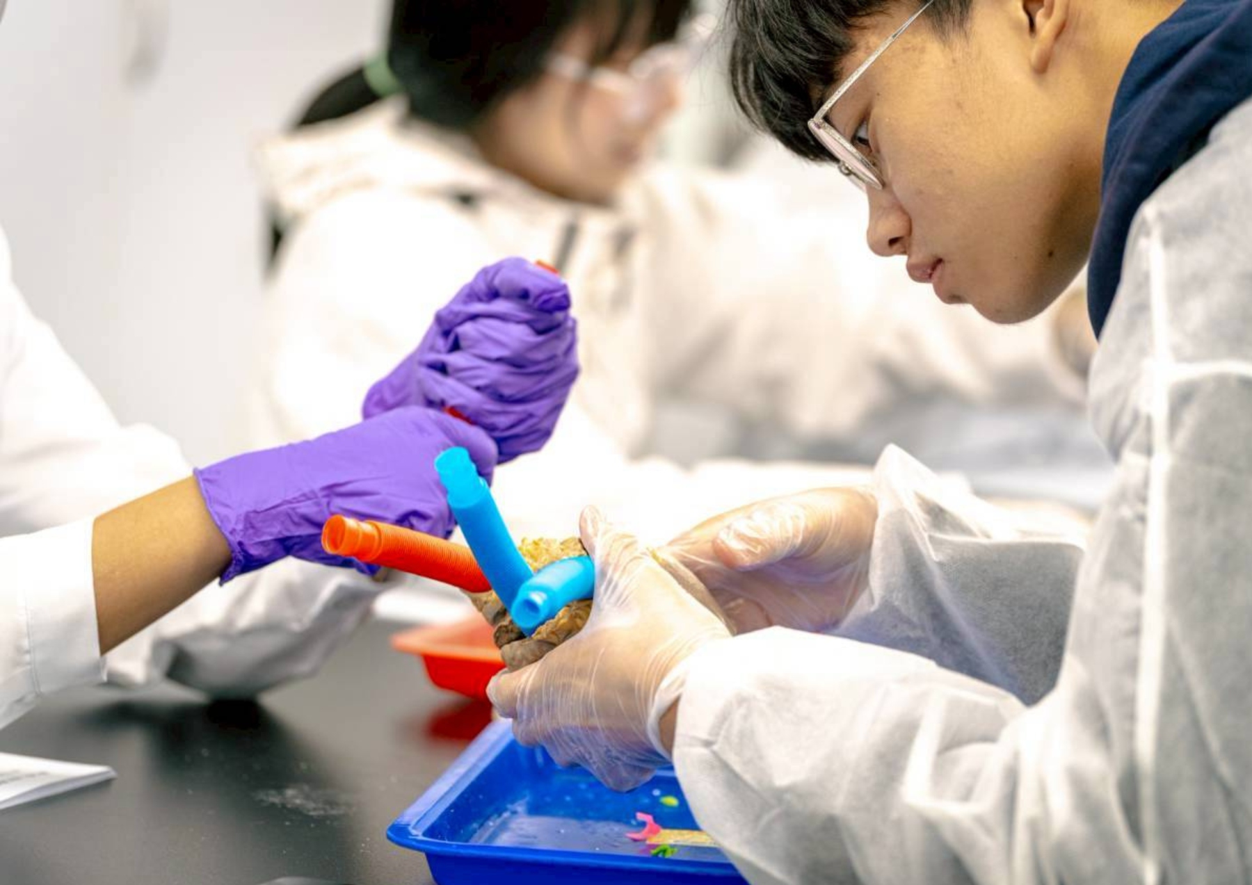 生物科「讀心術：哺乳動物心臟解剖觀察」課程