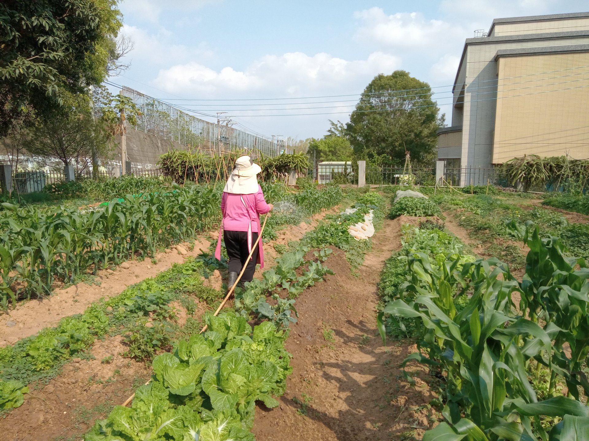 農友於環保農園內進行日常澆水與照護作業