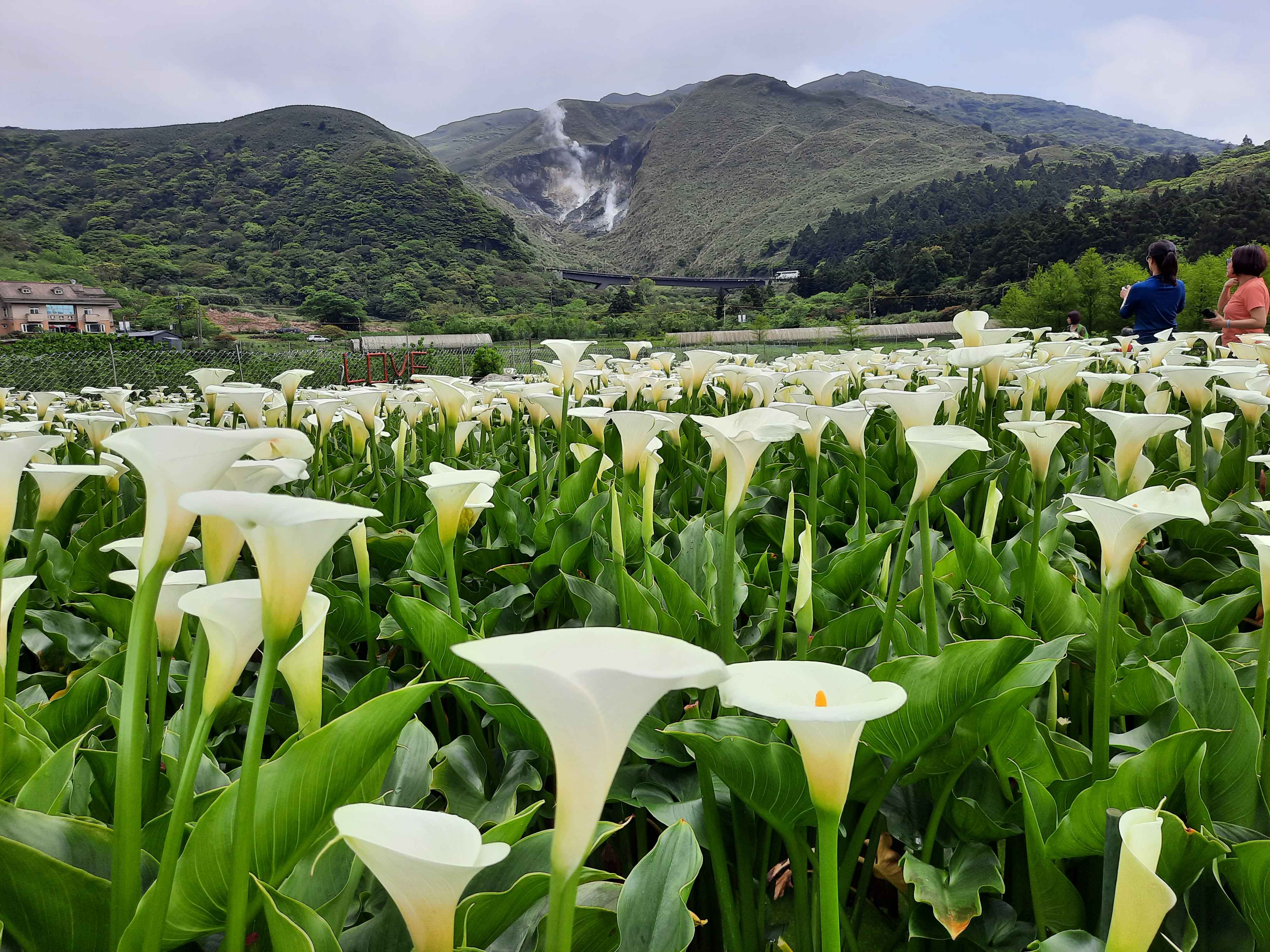 通過友善農業綠色保育的海芋盛開(財福海芋田)