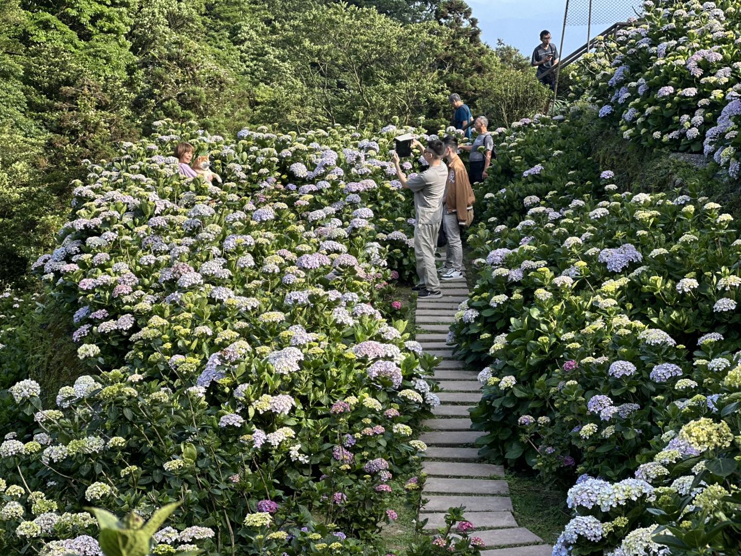 減藥友善種植繡球花盛開　安心共享竹子湖療癒花園(大梯田花卉生態農園)