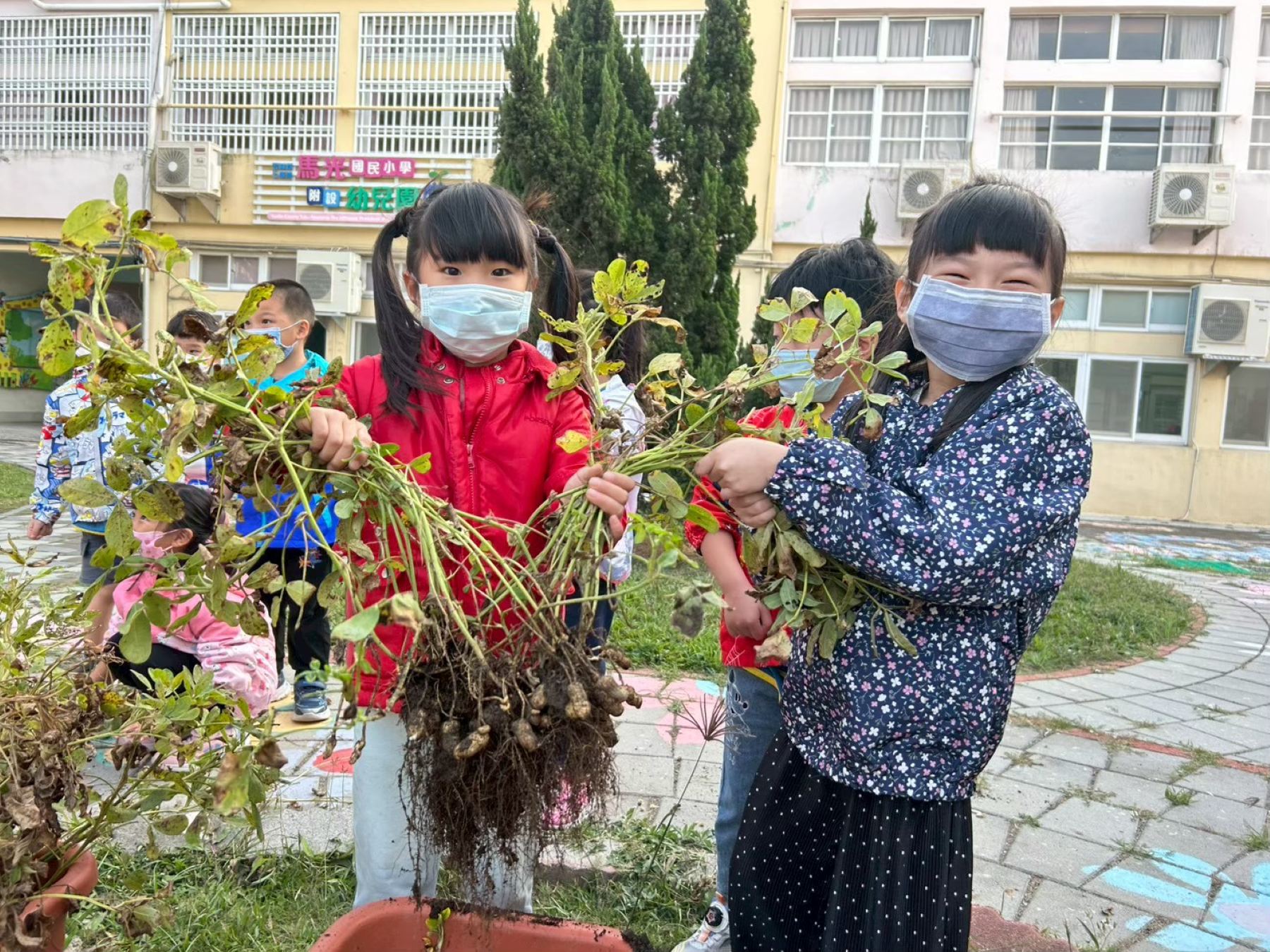 雲林縣馬光國小附幼幼兒體驗花生採收樂趣。