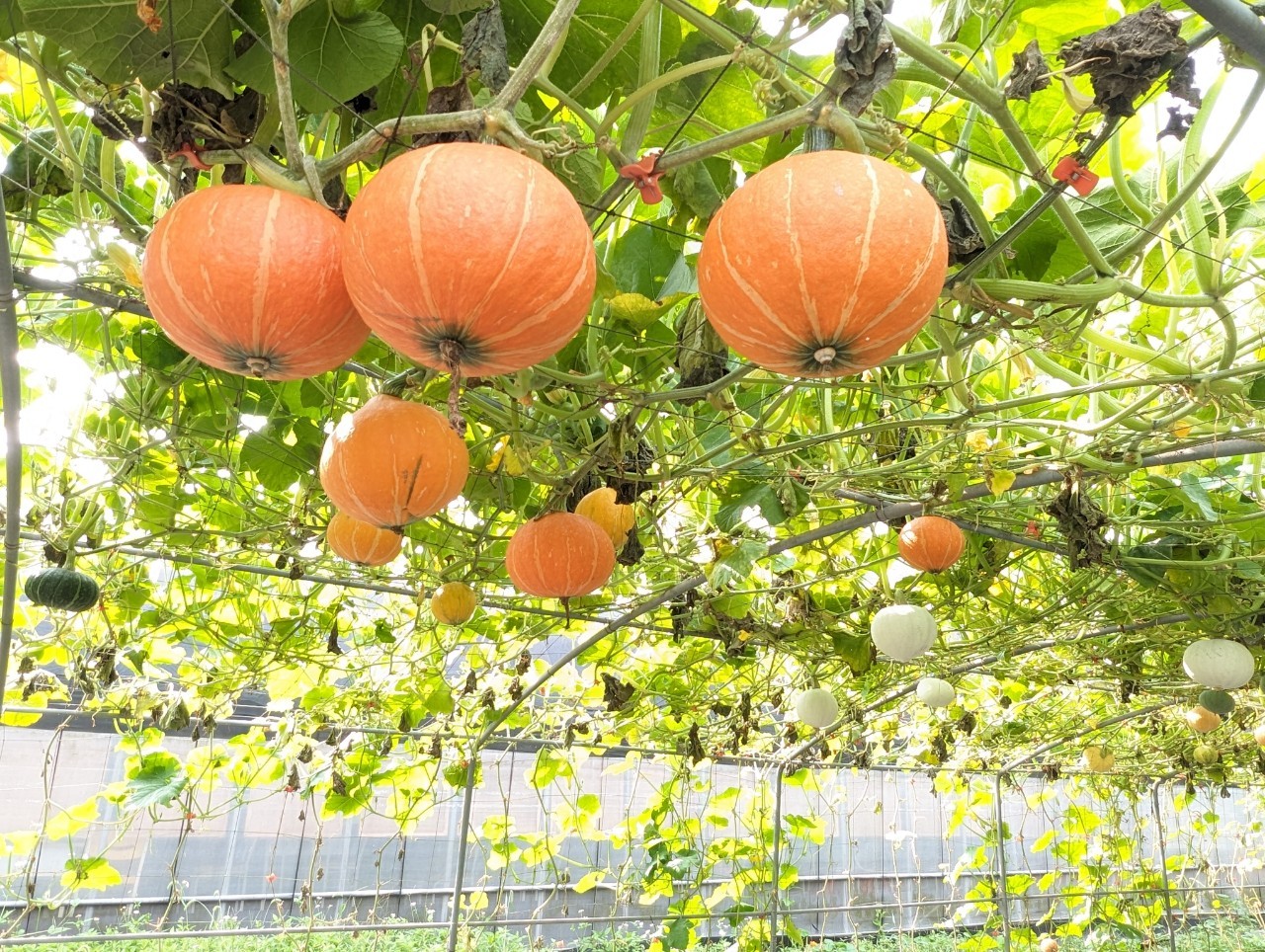 隧道內種植超過30種南瓜。