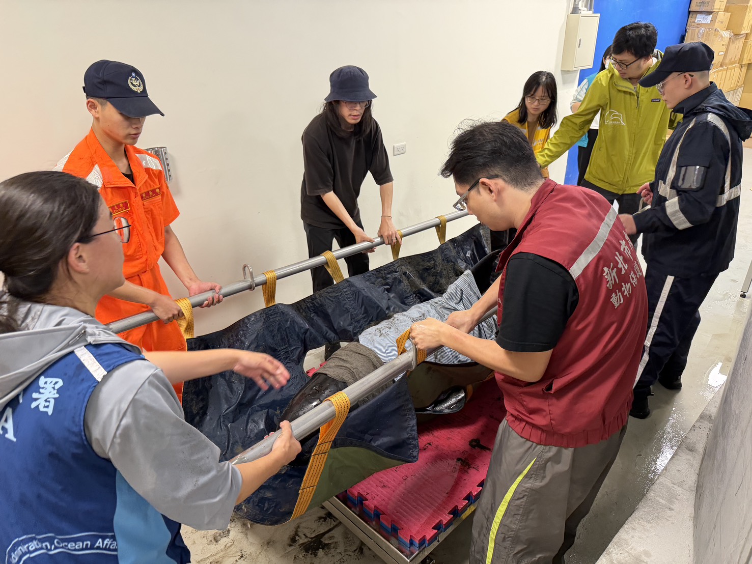 救援團隊將小虎鯨搬運至岸置中心
