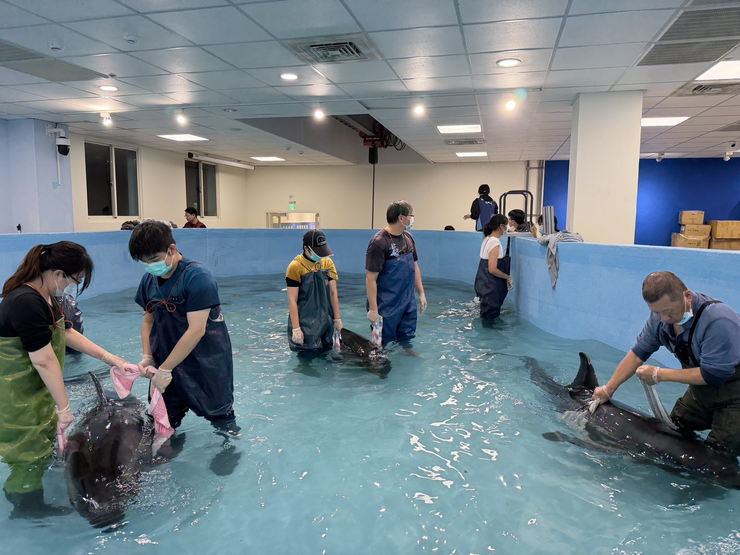救援團隊協助小虎鯨帶游復健