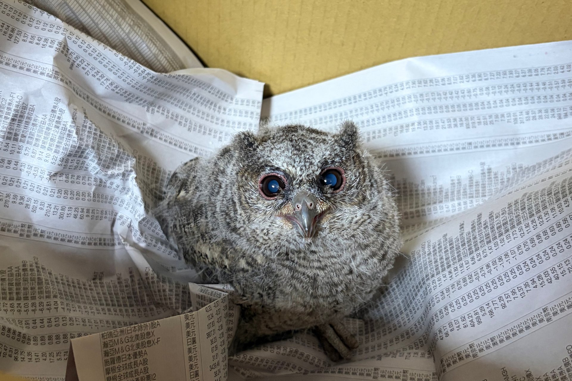 春末夏初為繁殖育幼高峰季節,動保處常接獲相關幼獸及雛鳥救援通報。
