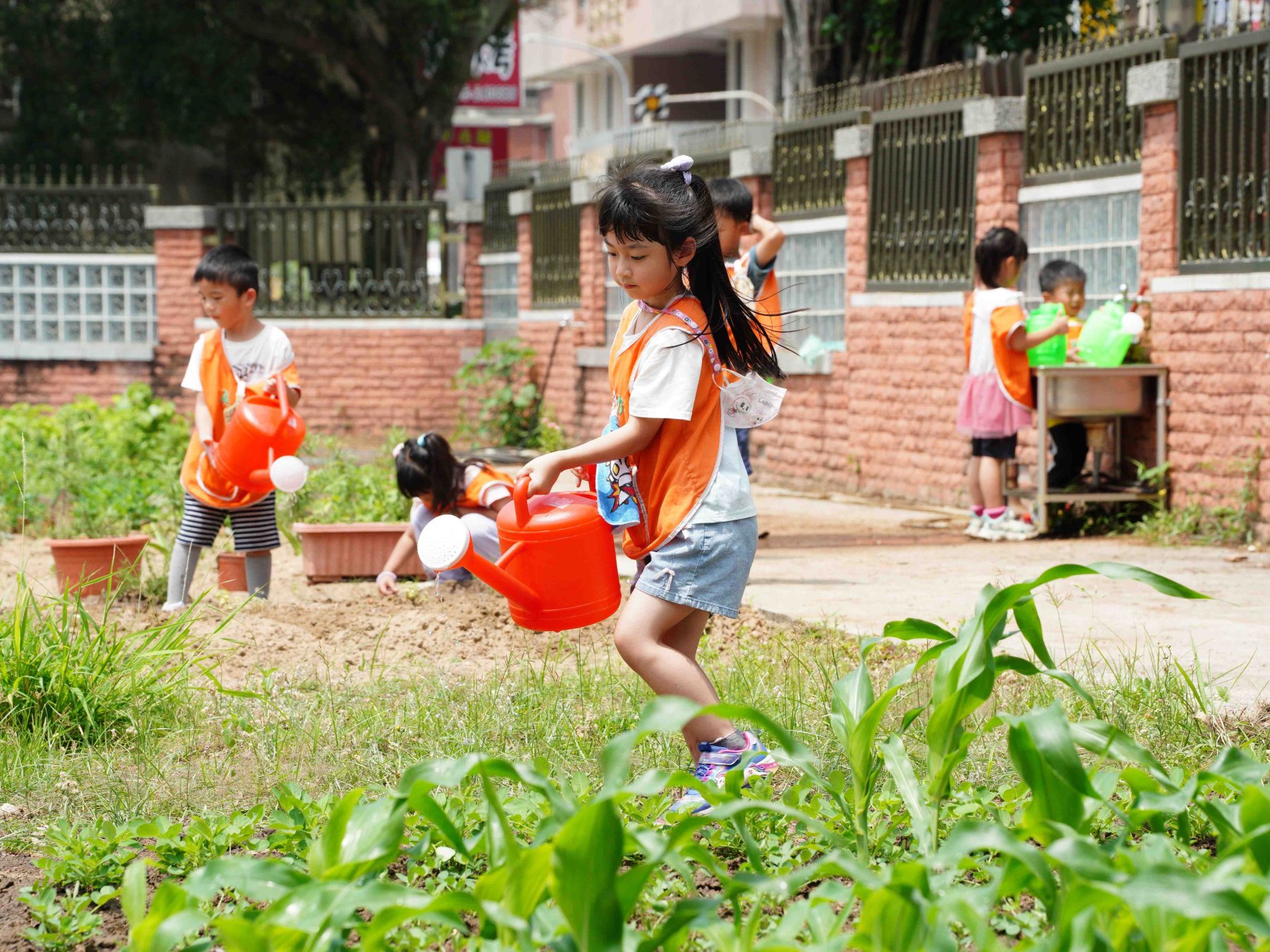 金門縣金湖國小附幼將本土語言學習融入幼兒栽種、照顧植物課程活動。