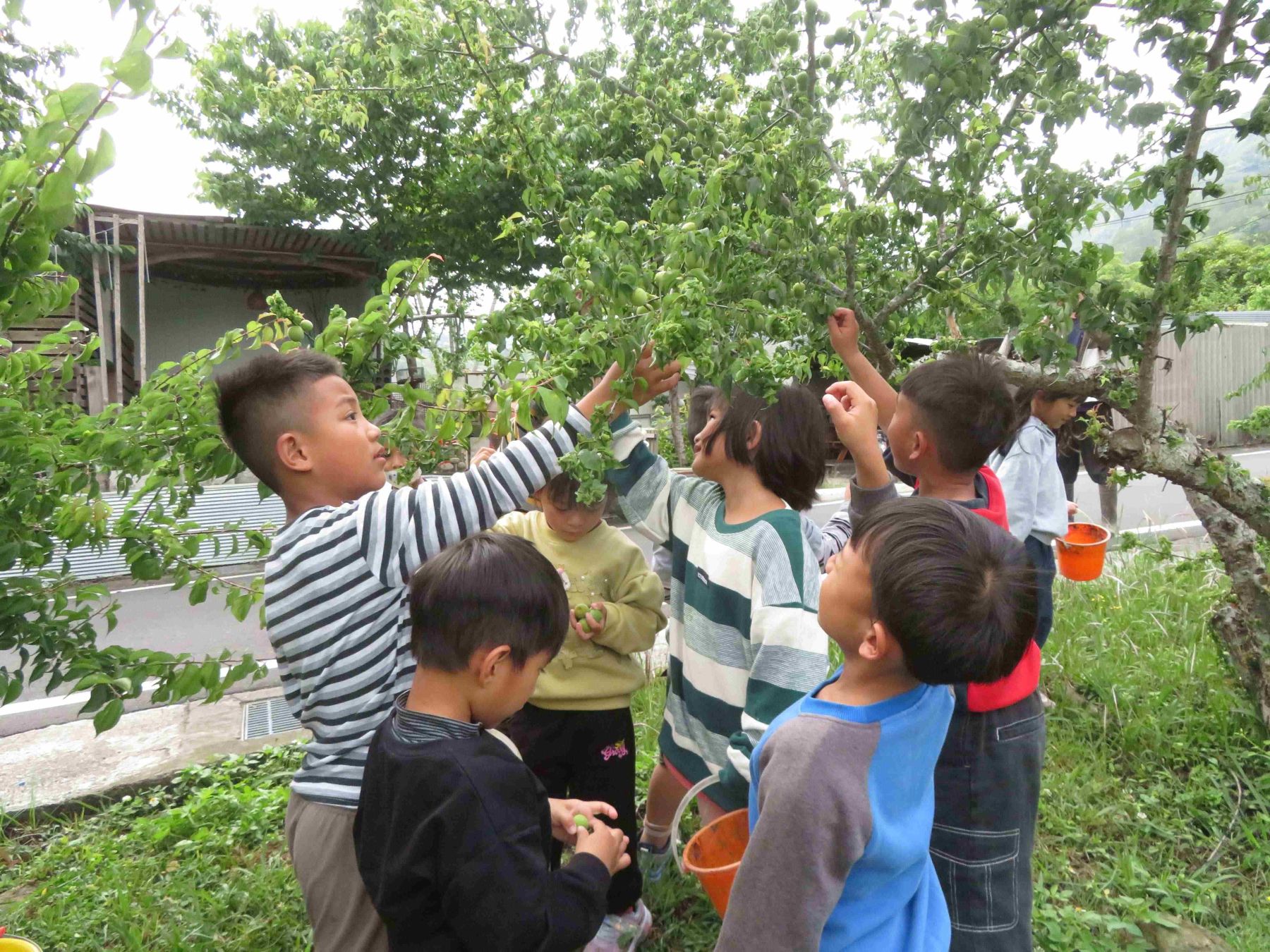 南投縣信義鄉羅娜國小附幼結合食農教育,從接觸作物中學習族群語言與智慧。