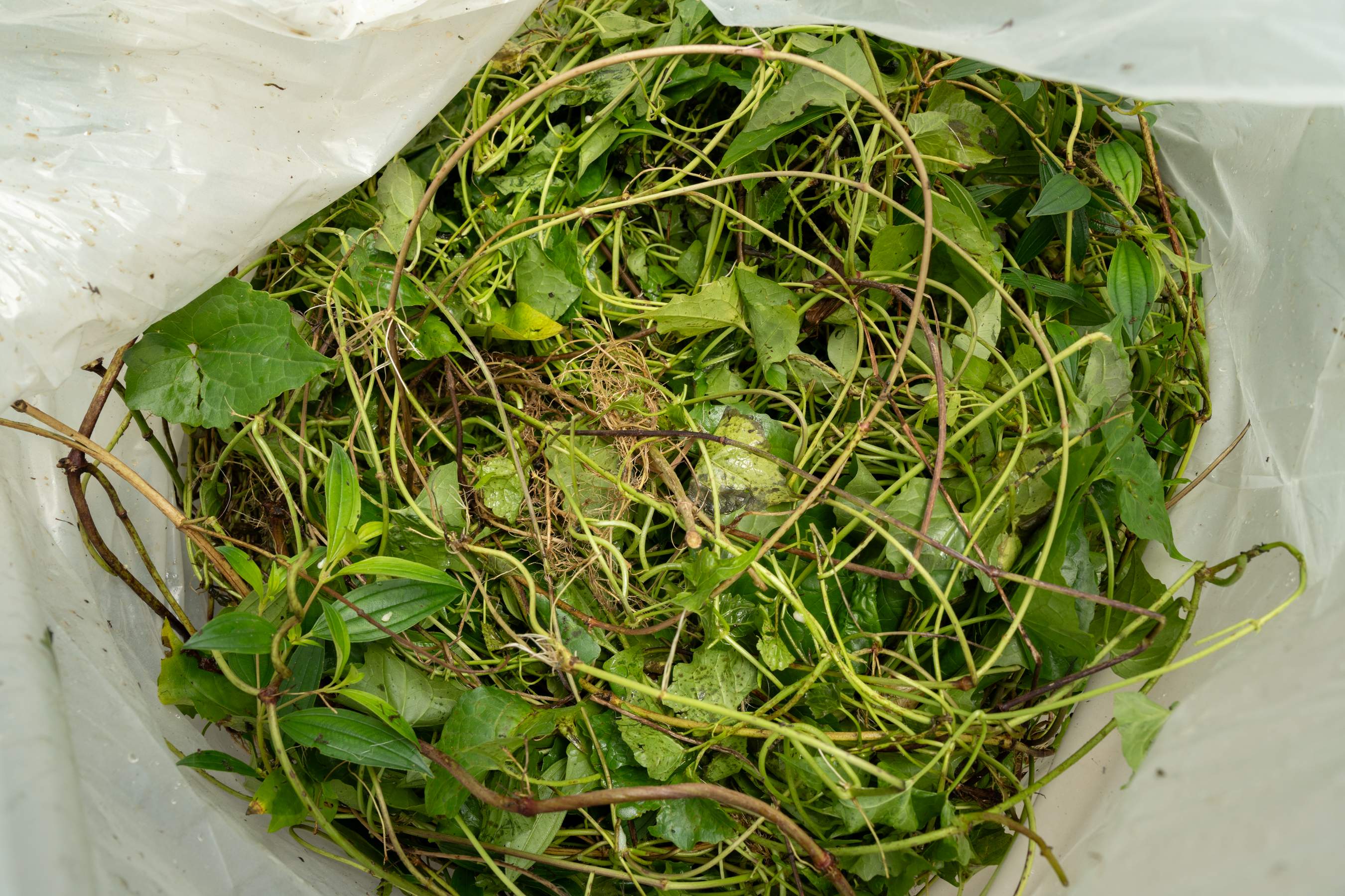 小花蔓澤蘭由於生長快速,攀爬蔓延能力強,對原生植物及森林生態造成威脅,被國際自然保護聯盟(IUCN)列為「世界百大外來入侵種」。